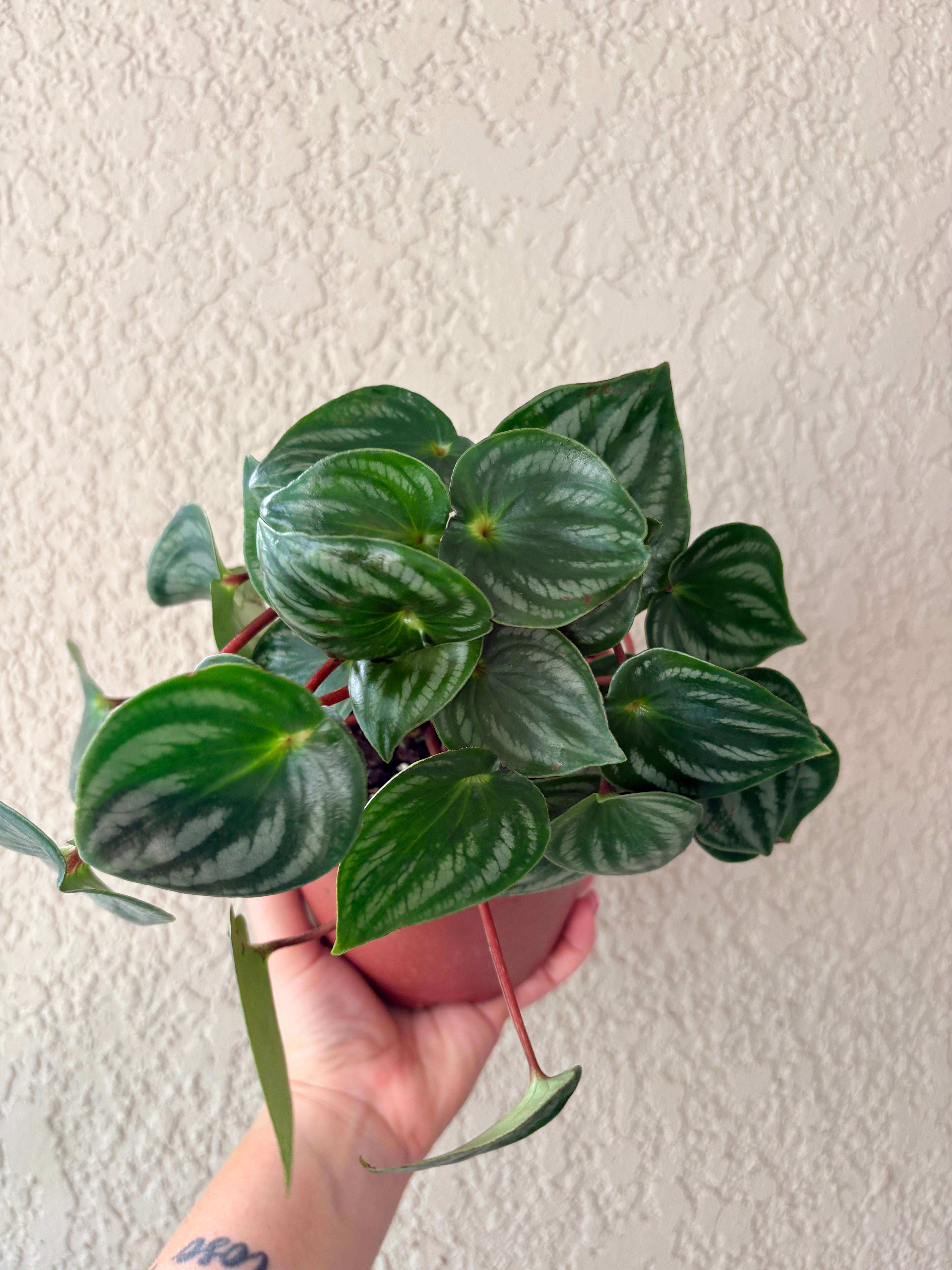 Peperomia Watermelon