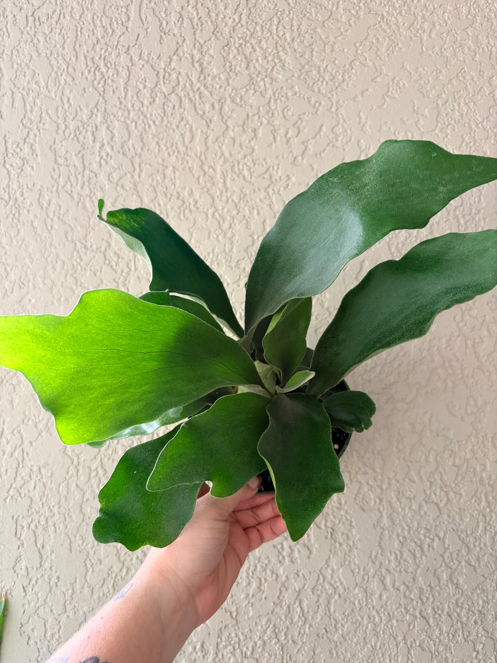 Staghorn Fern