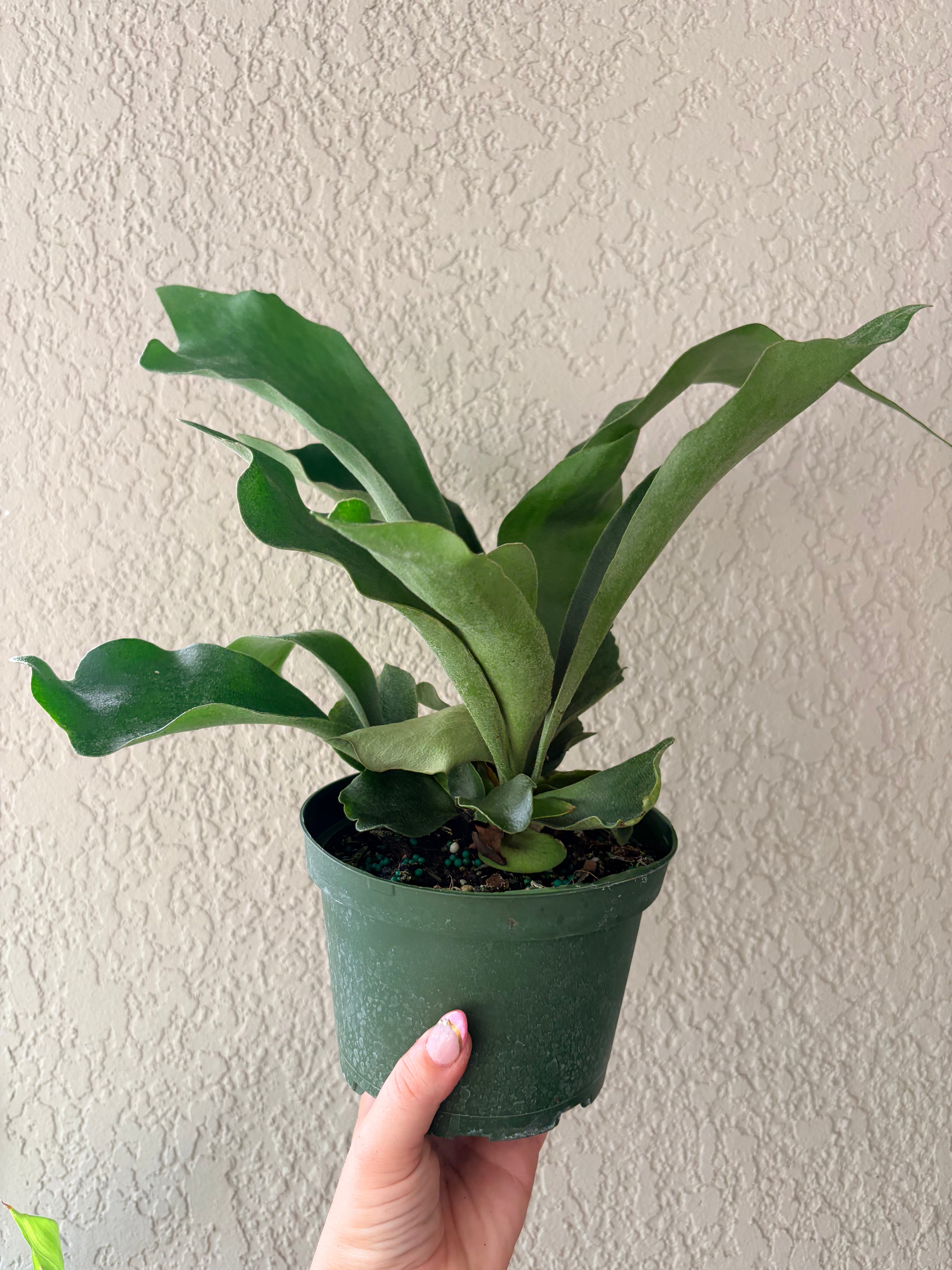 Staghorn Fern