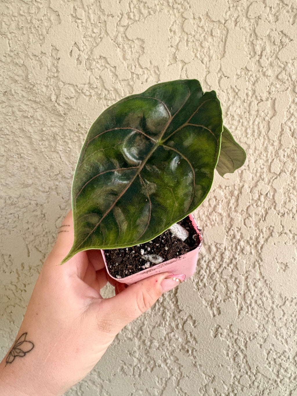 Alocasia Azlanii