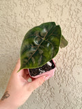Alocasia Azlanii