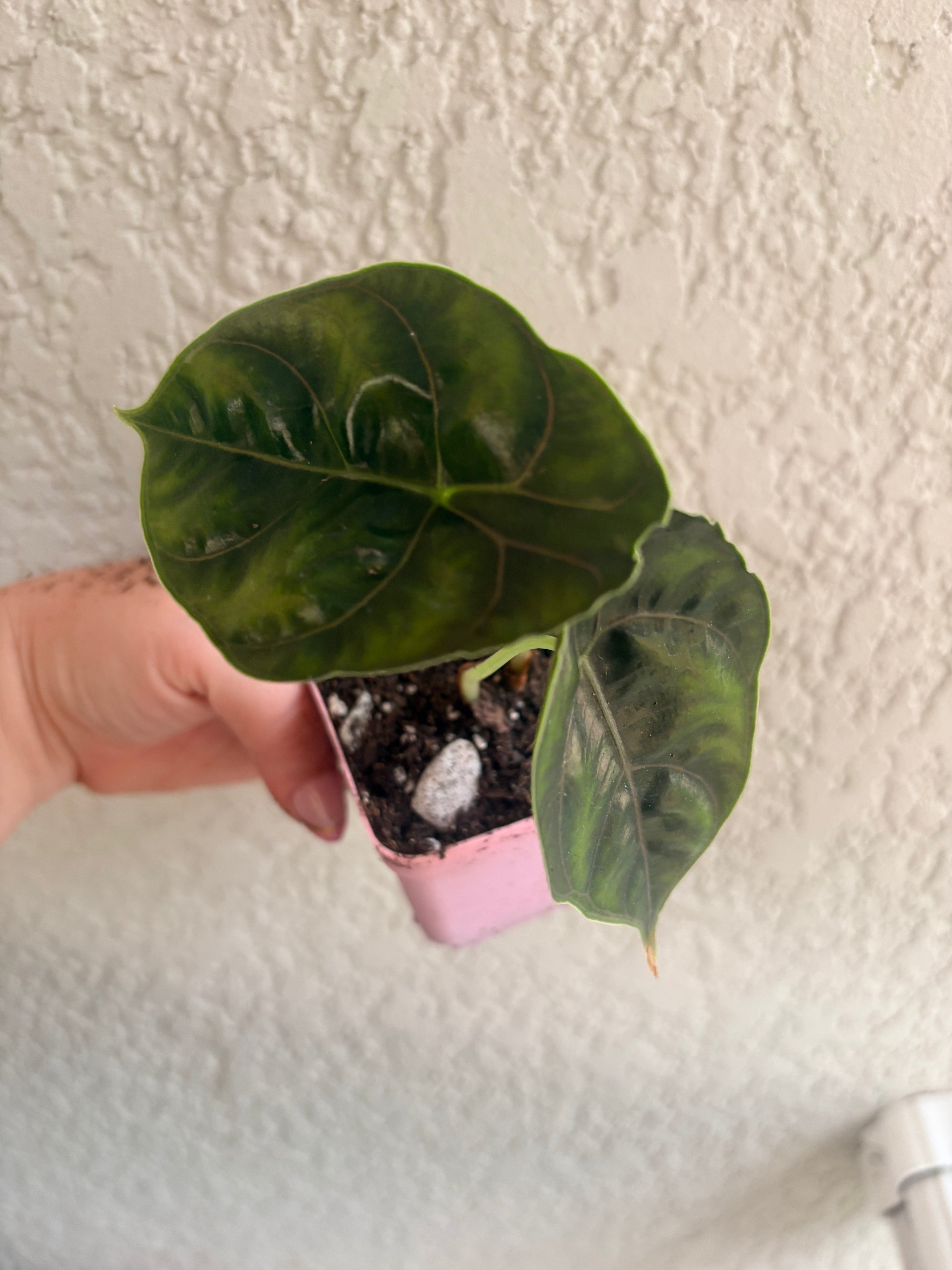 Alocasia Azlanii