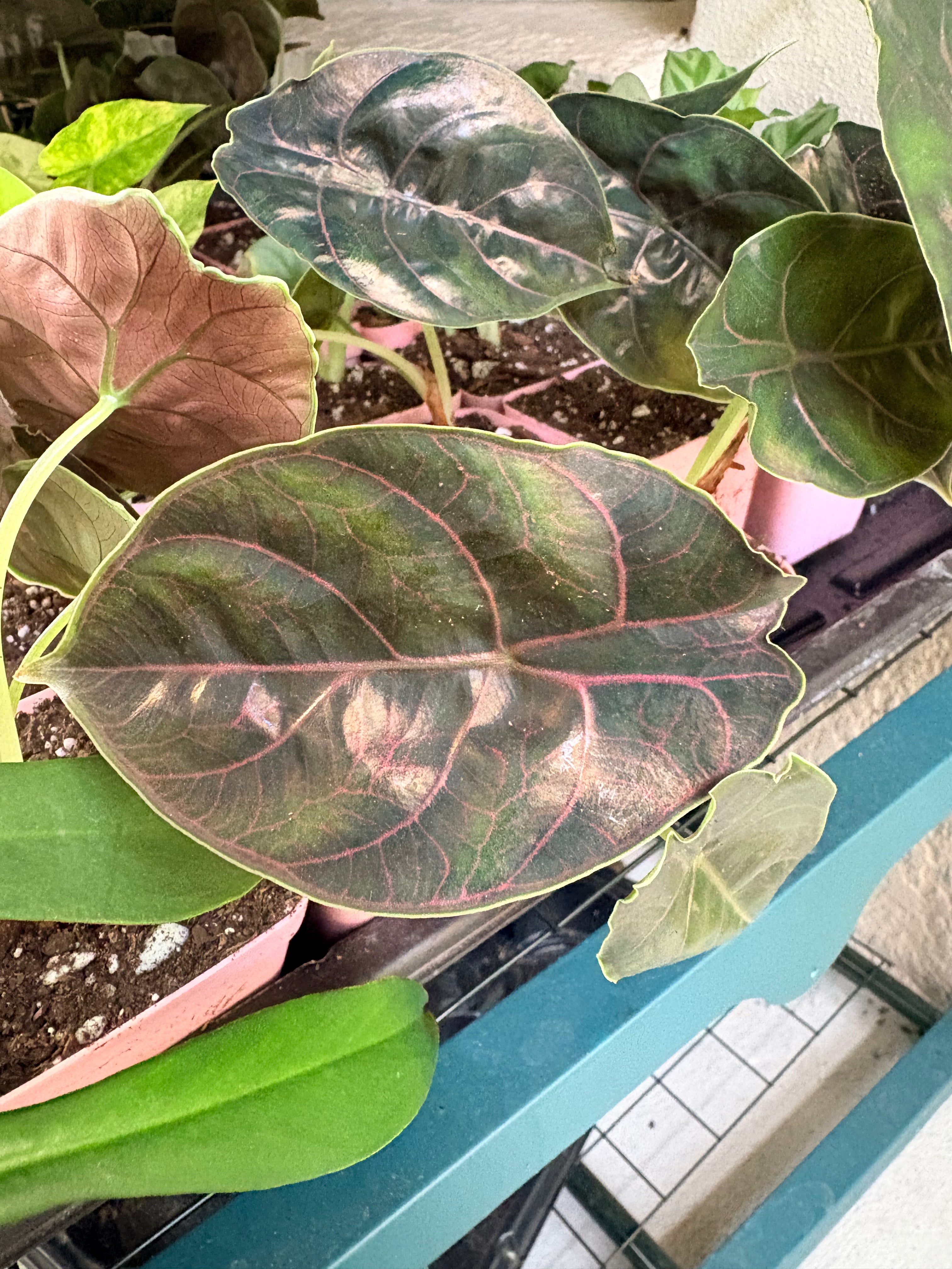 Alocasia Azlanii