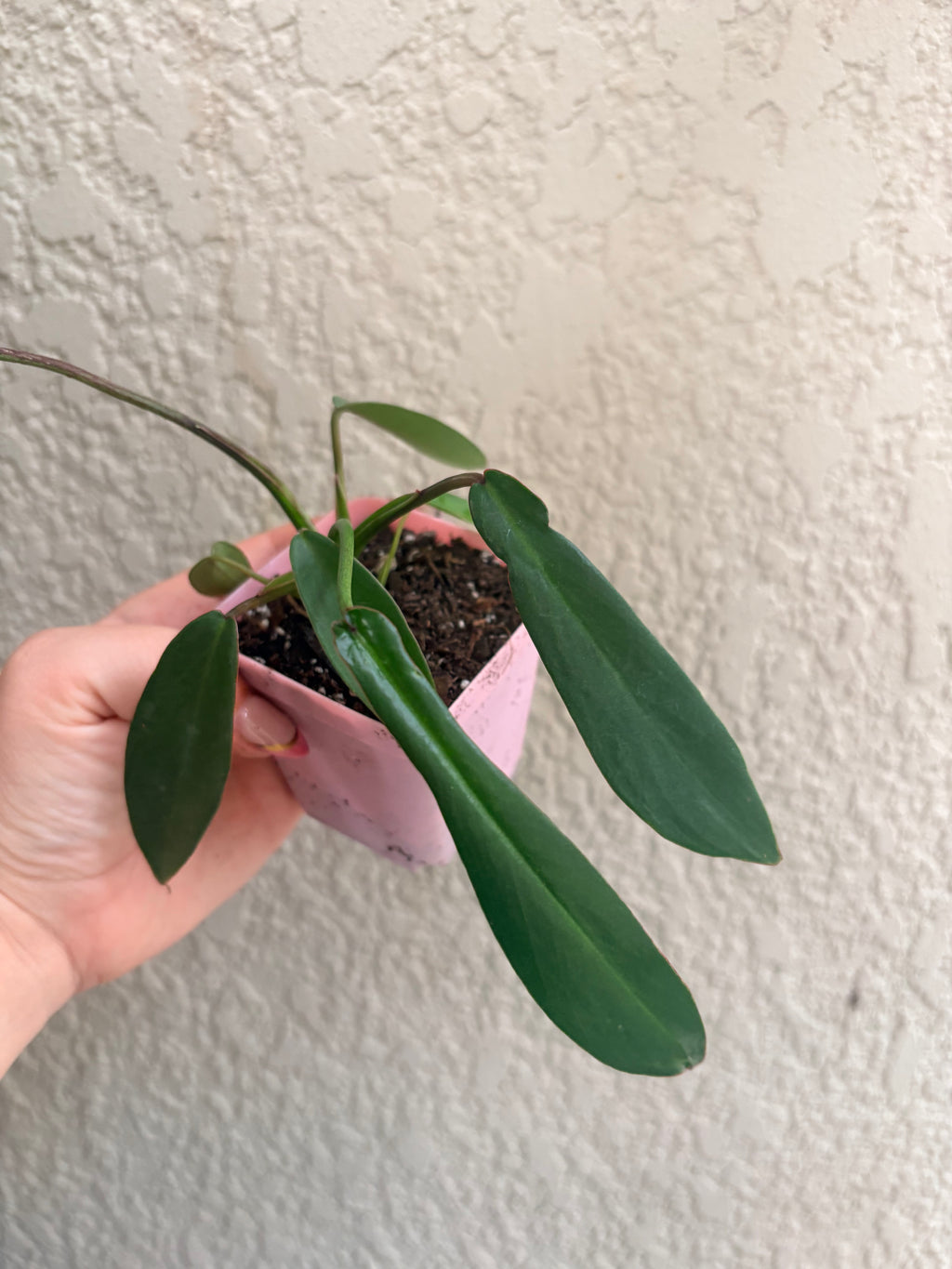 Philodendron 'Joepii"