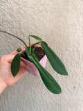 Philodendron 'Joepii"