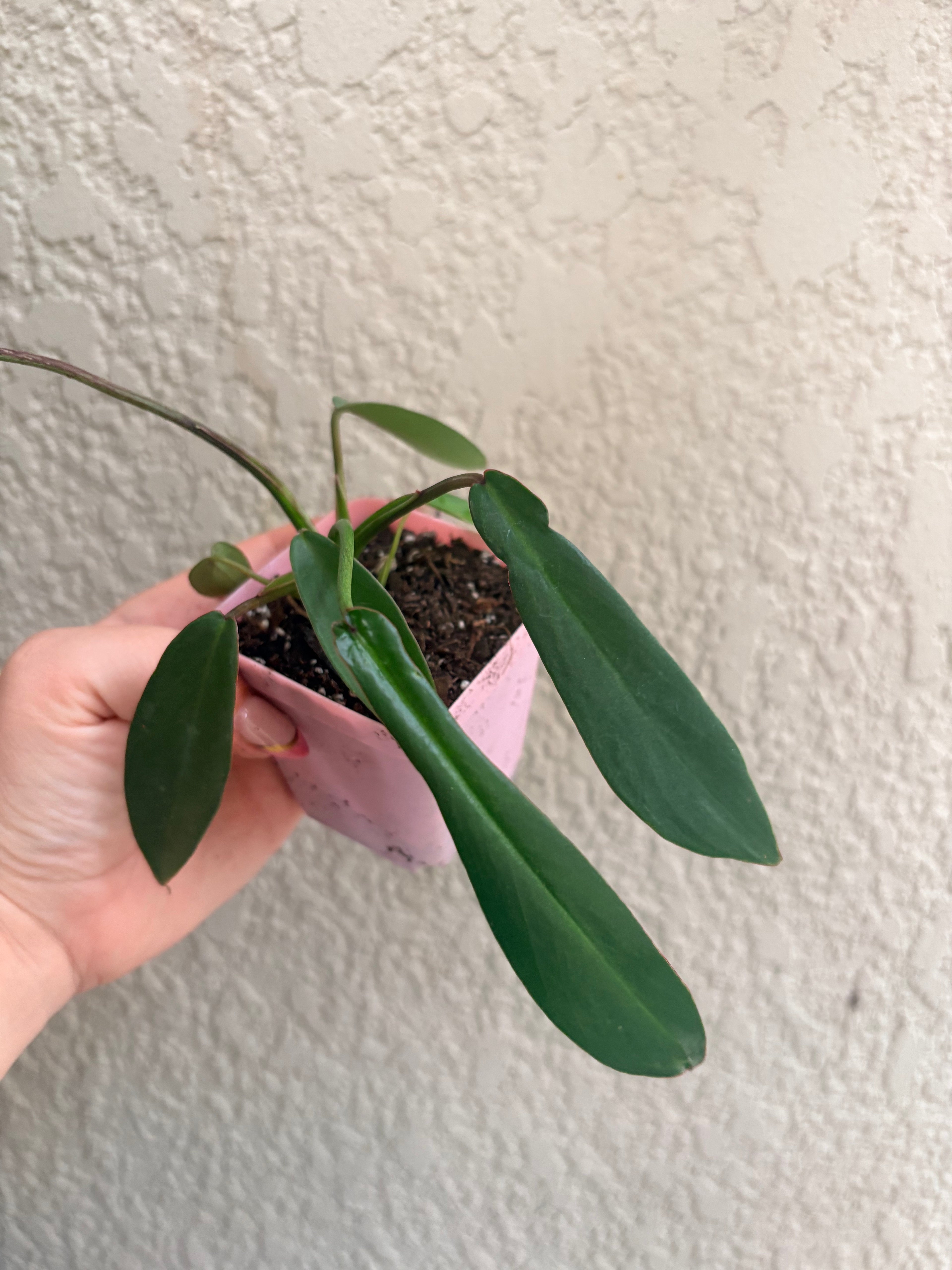 Philodendron 'Joepii"