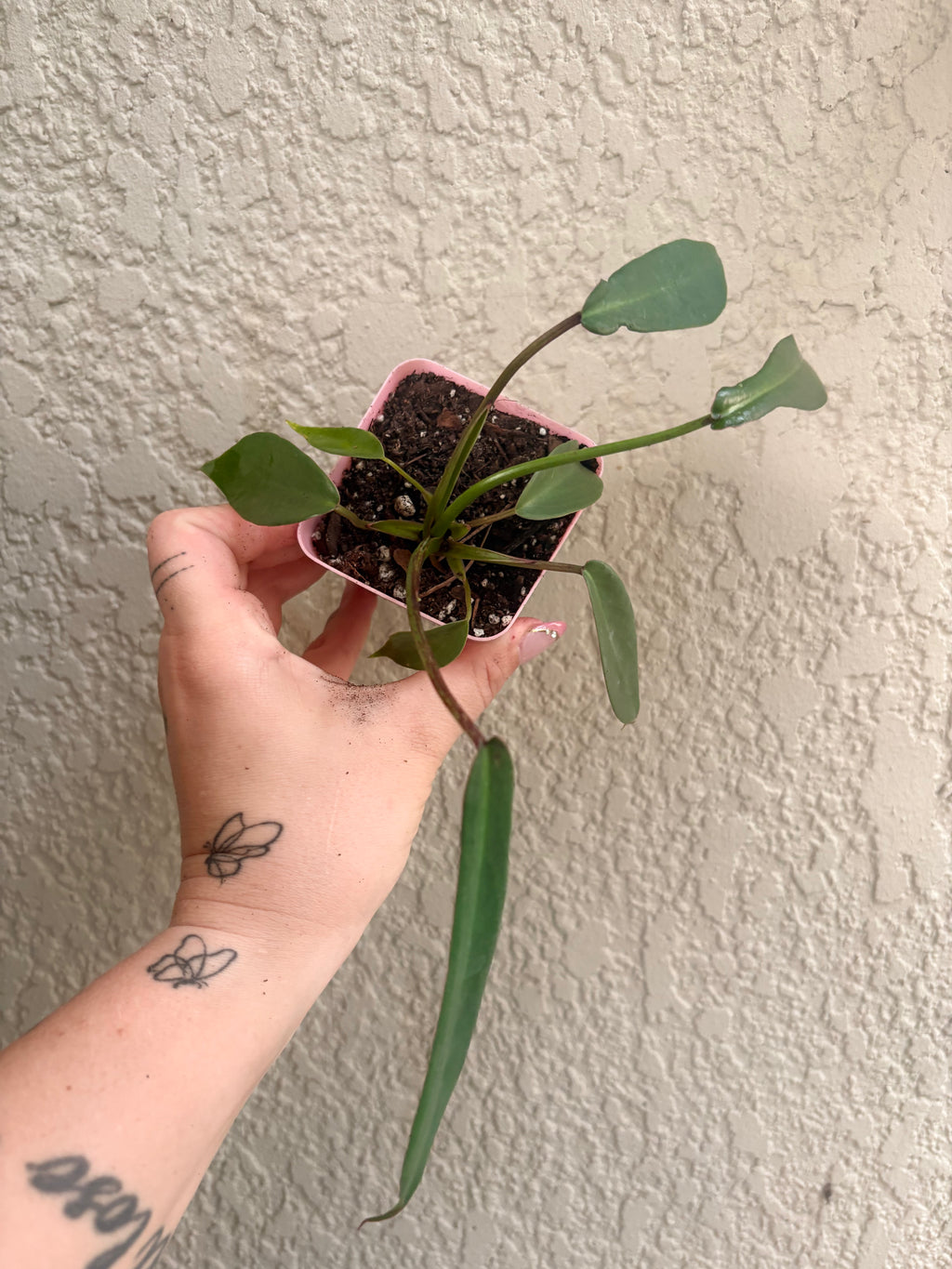 Philodendron 'Joepii"