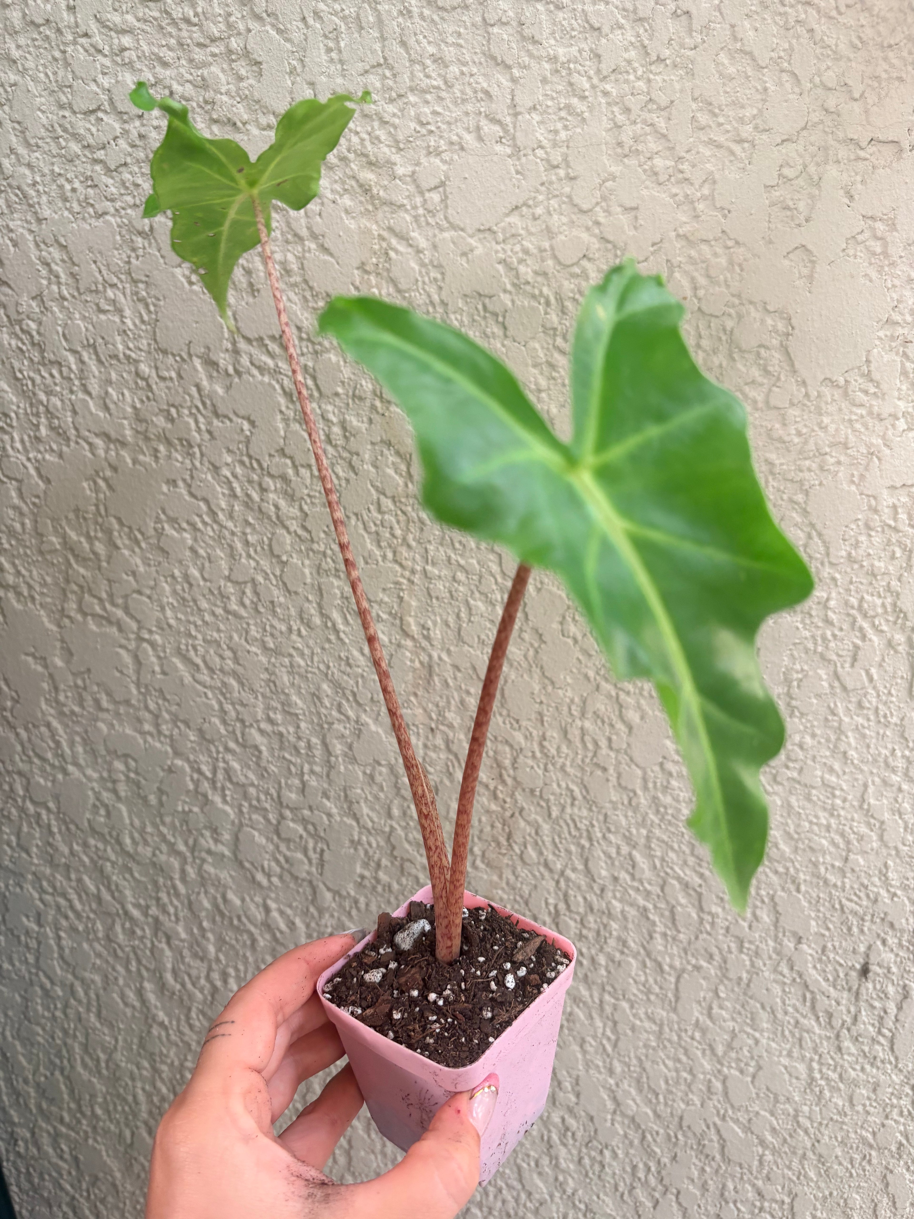 Alocasia 'Golden Dragon'