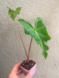 Alocasia 'Golden Dragon'