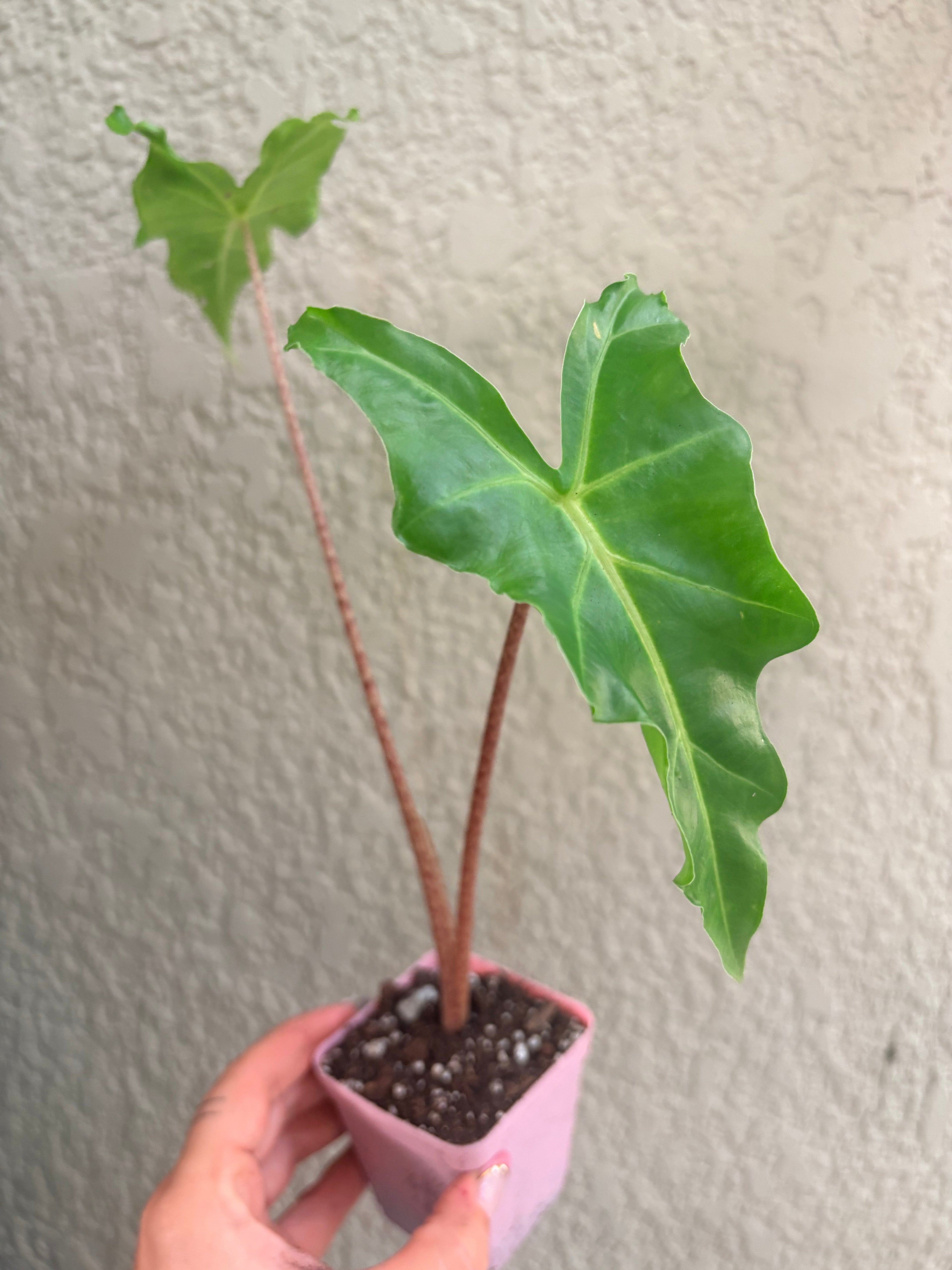Alocasia 'Golden Dragon'