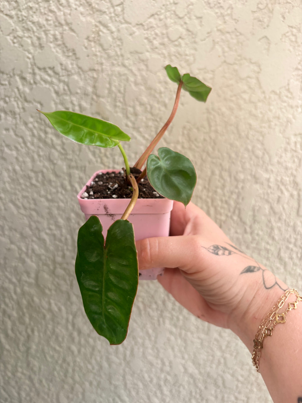 Philodendron 'Billietaie'