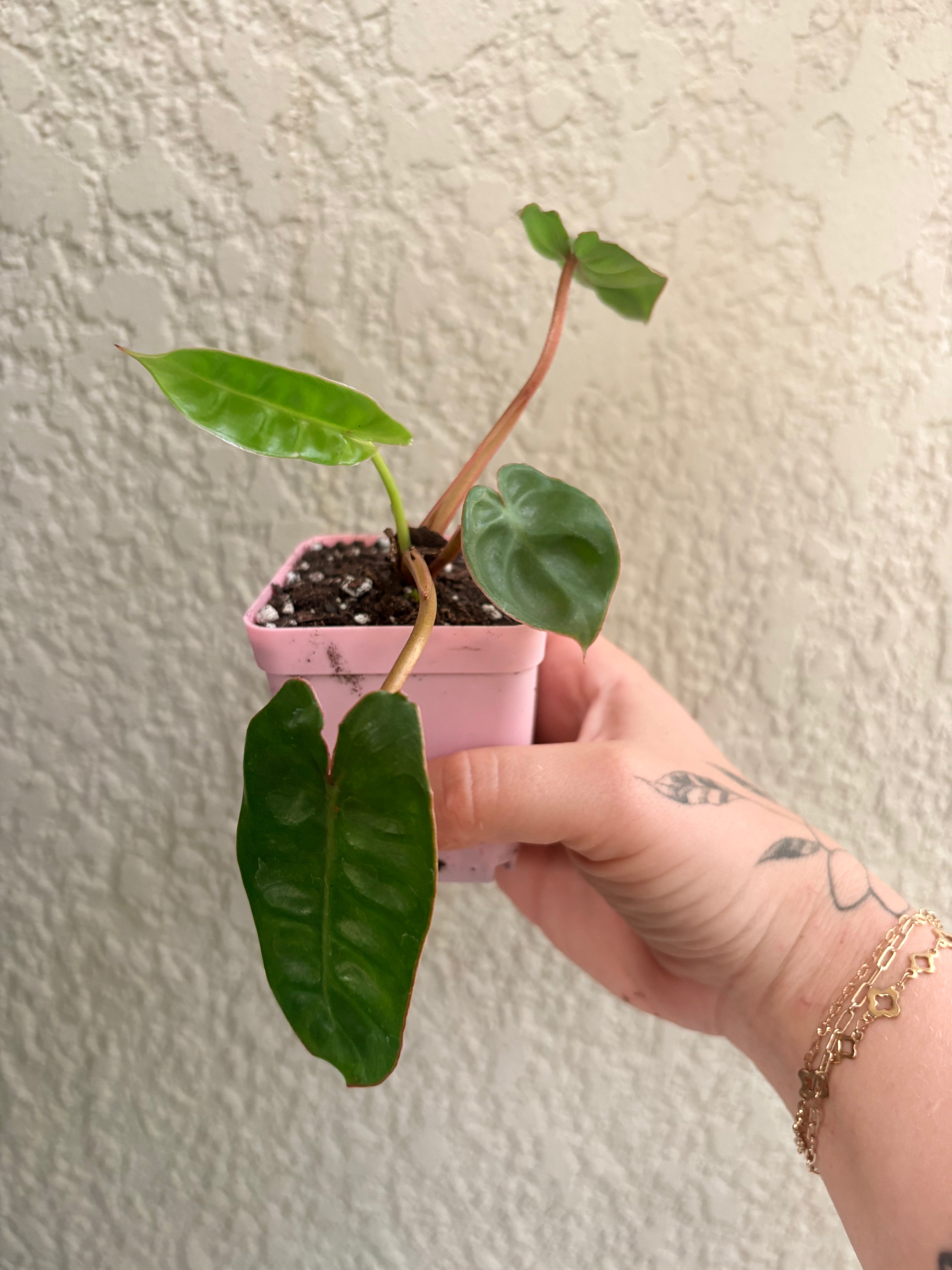 Philodendron 'Billietaie'
