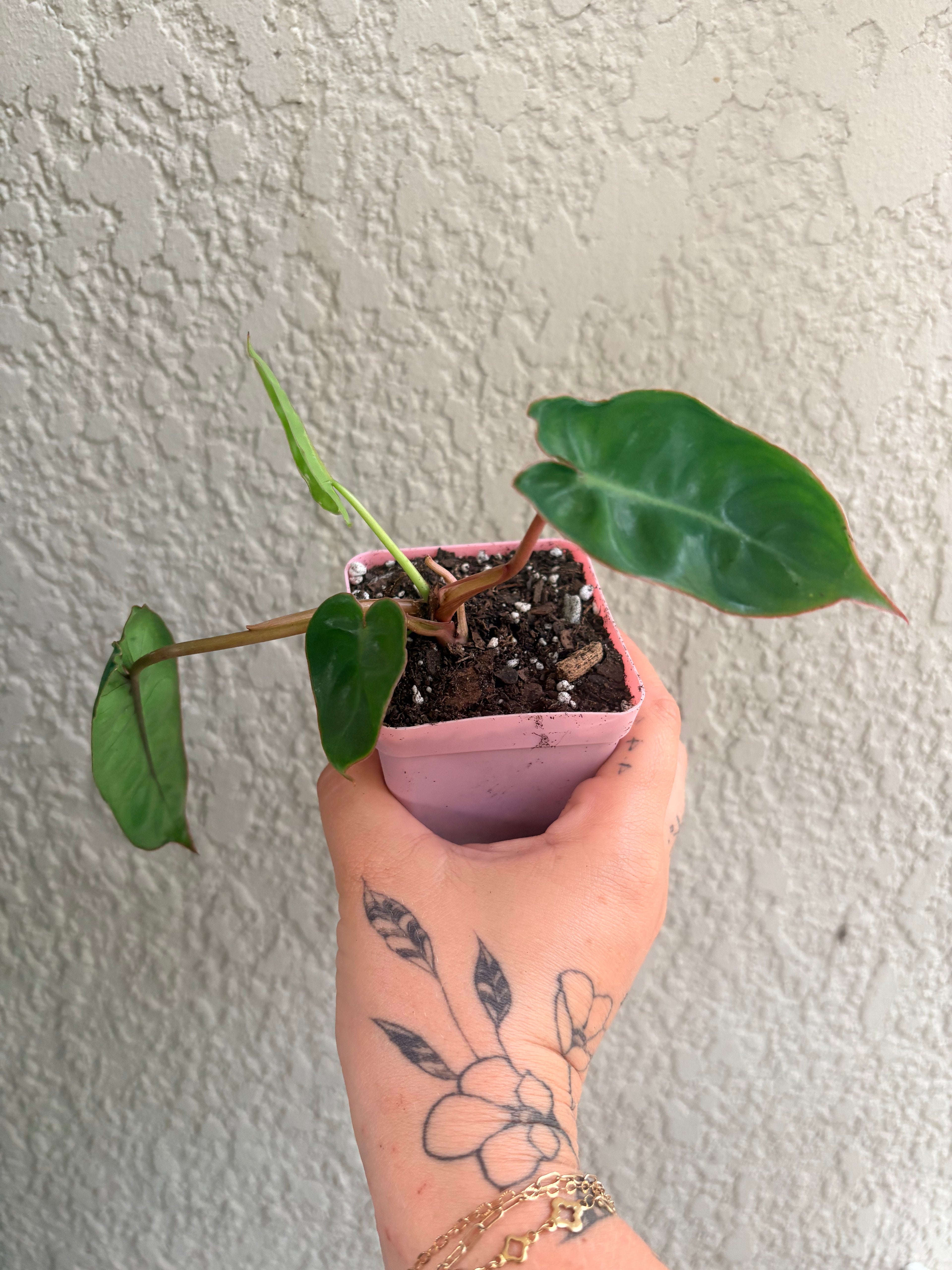 Philodendron 'Billietaie'