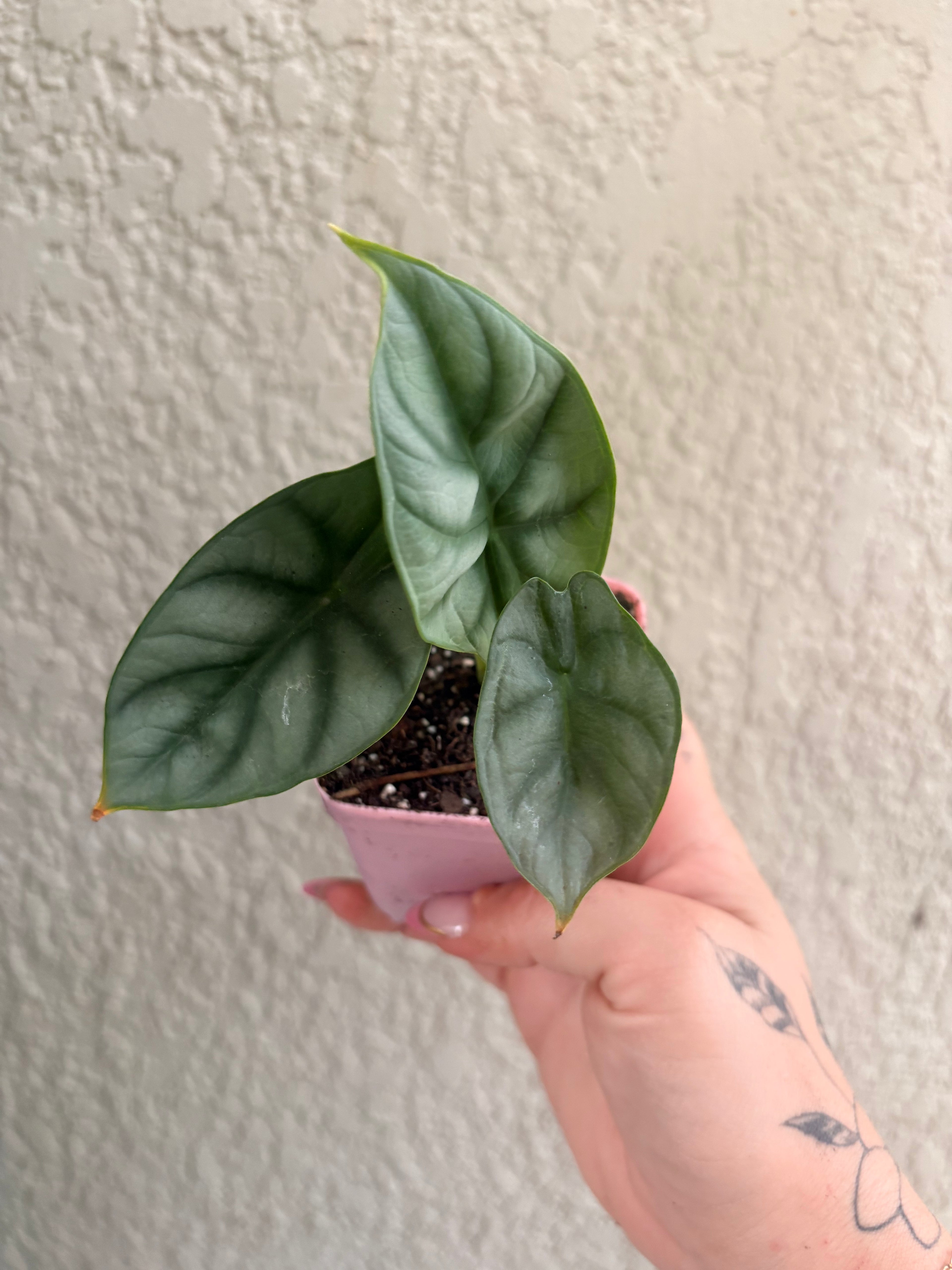 Alocasia 'Platinum'