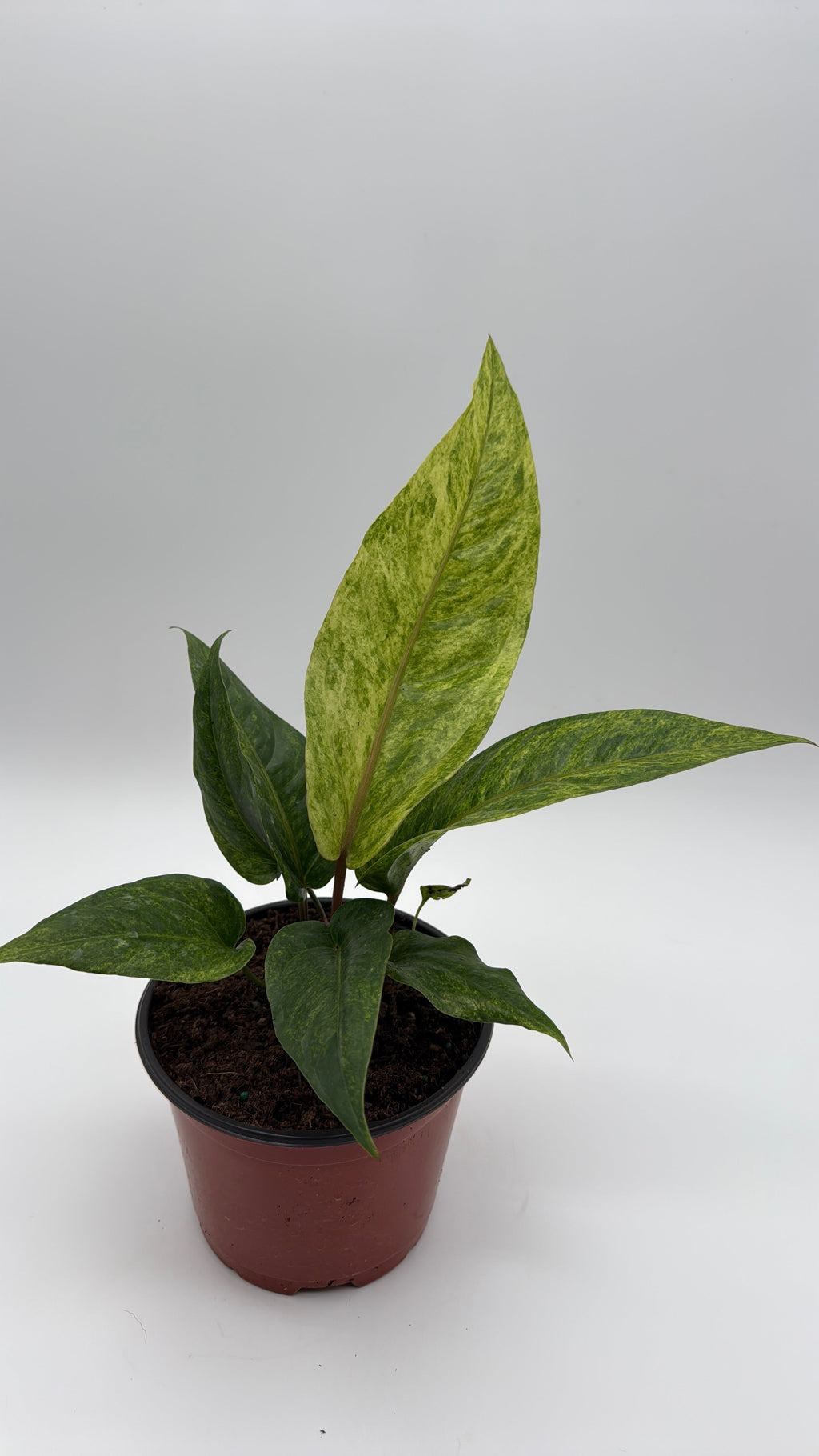 Anthurium Renaissancei Variegated