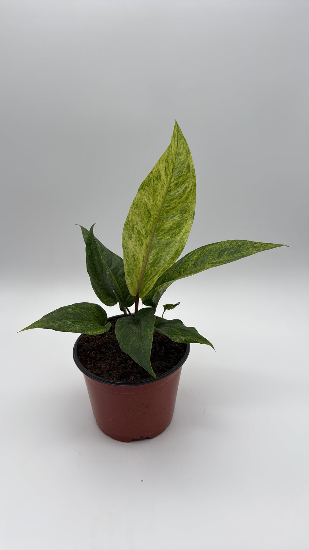 Anthurium Renaissancei Variegated