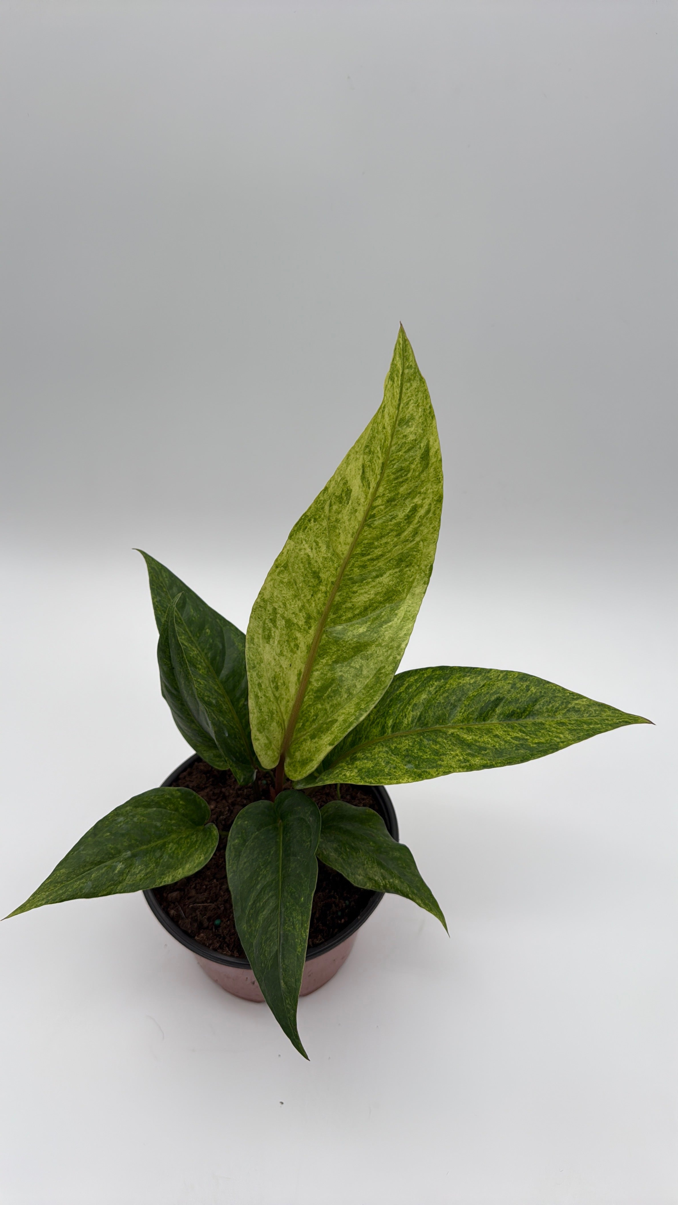 Anthurium Renaissancei Variegated