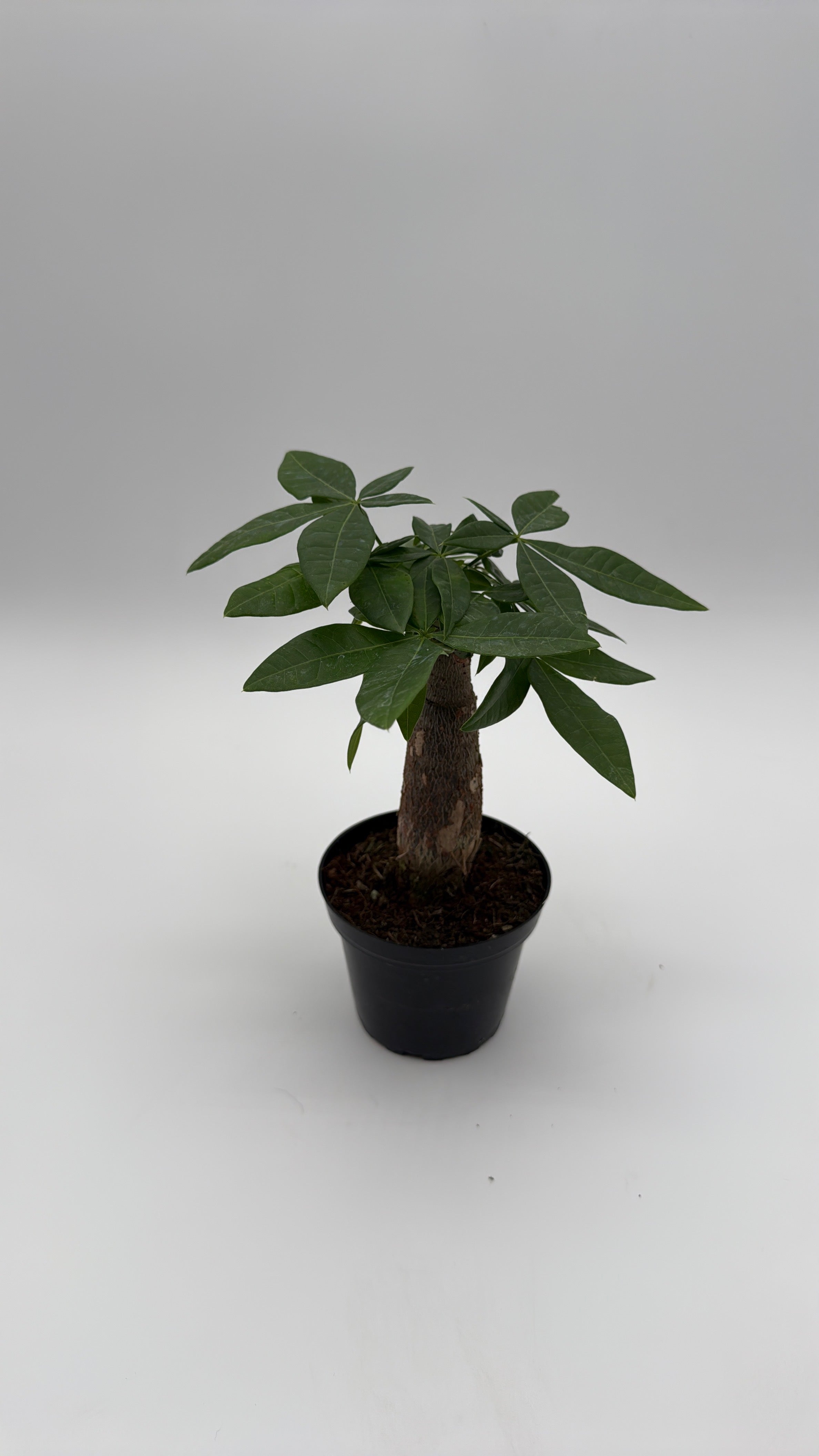 Money Tree Stump