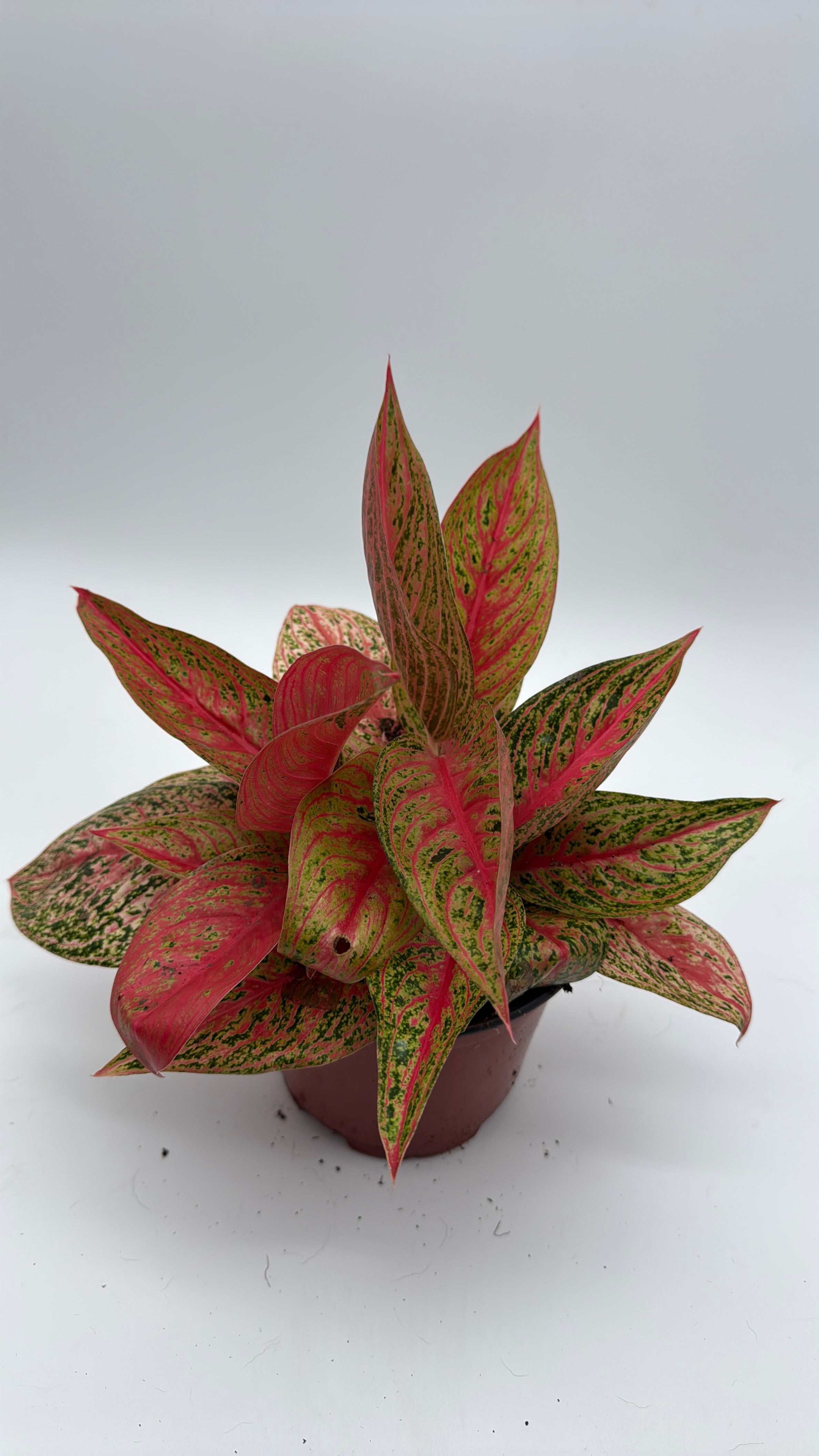Aglaonema Pink Legacy