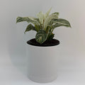 Philodendron Birkin