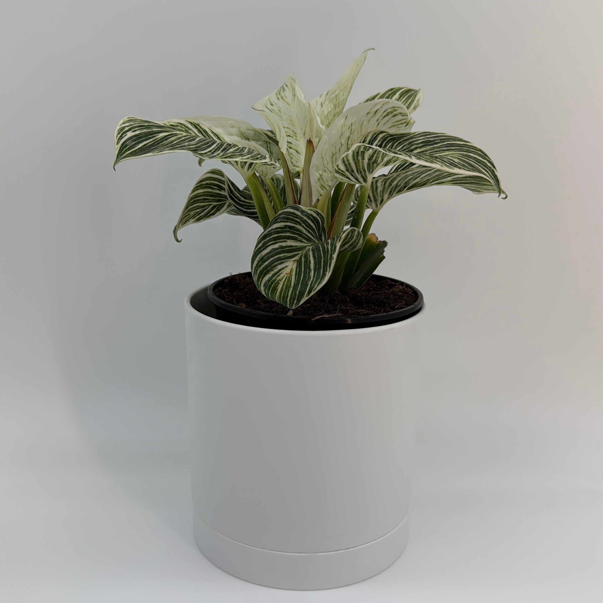 Philodendron Birkin