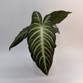 Xanthosoma Lindenii Magnificum