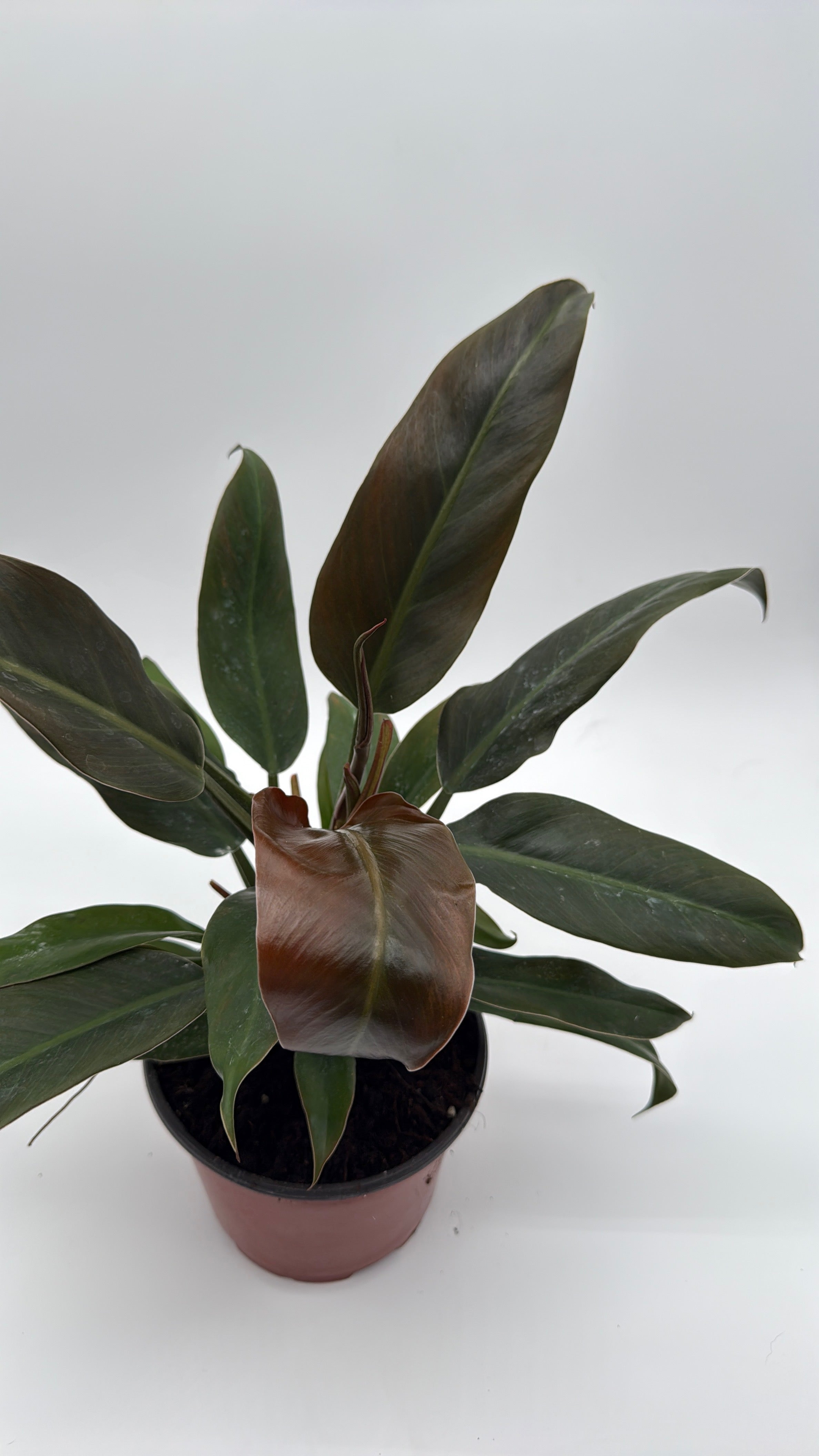 Philodendron Autumn