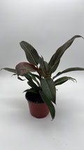 Philodendron Autumn