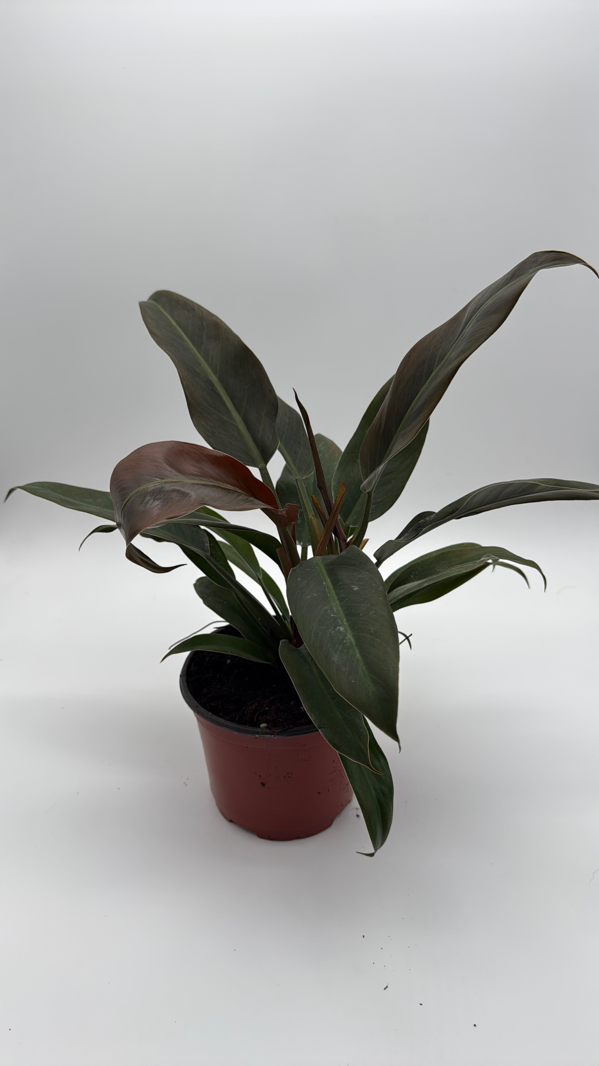 Philodendron Autumn
