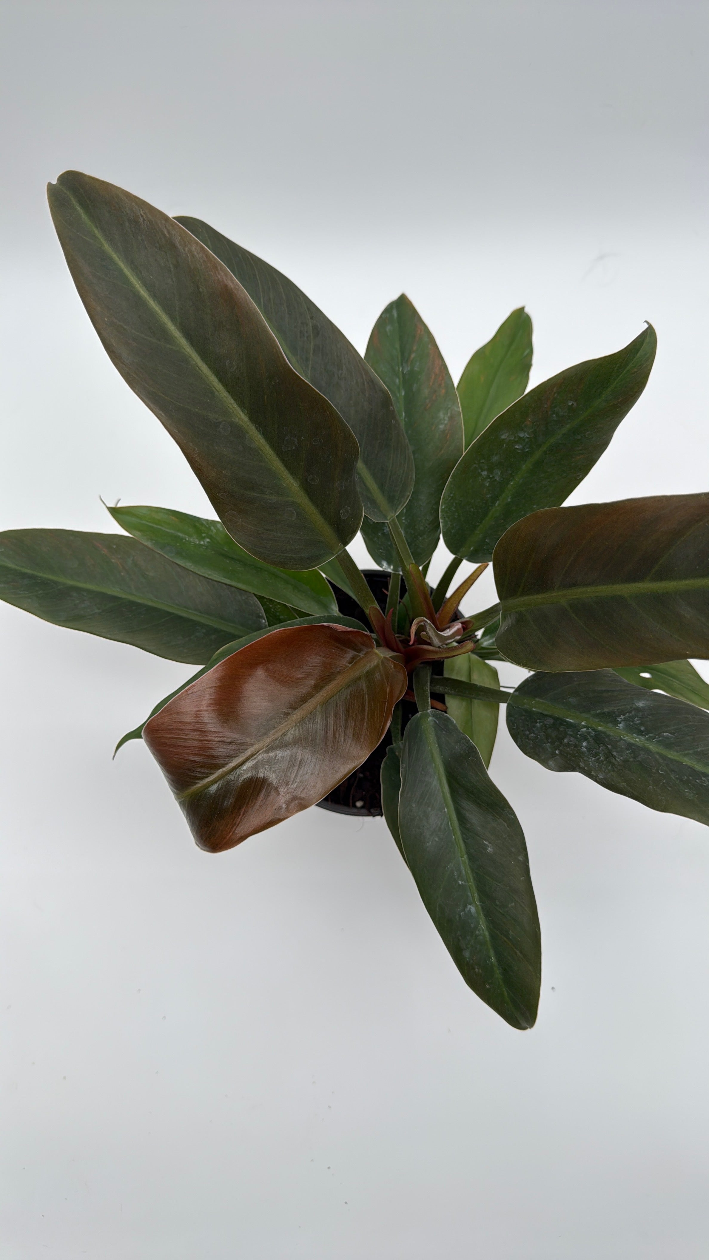 Philodendron Autumn