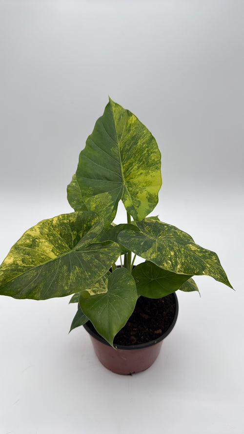 Alocasia Macrorrhiza Aurea Variegated