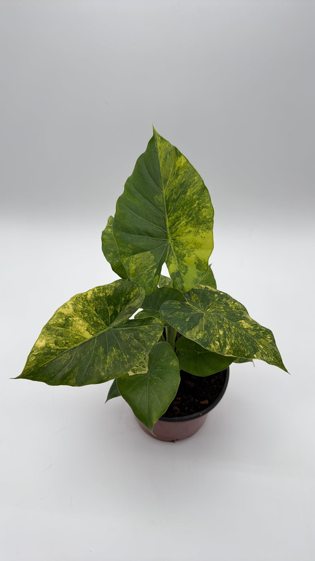 Alocasia Macrorrhiza Aurea Variegated
