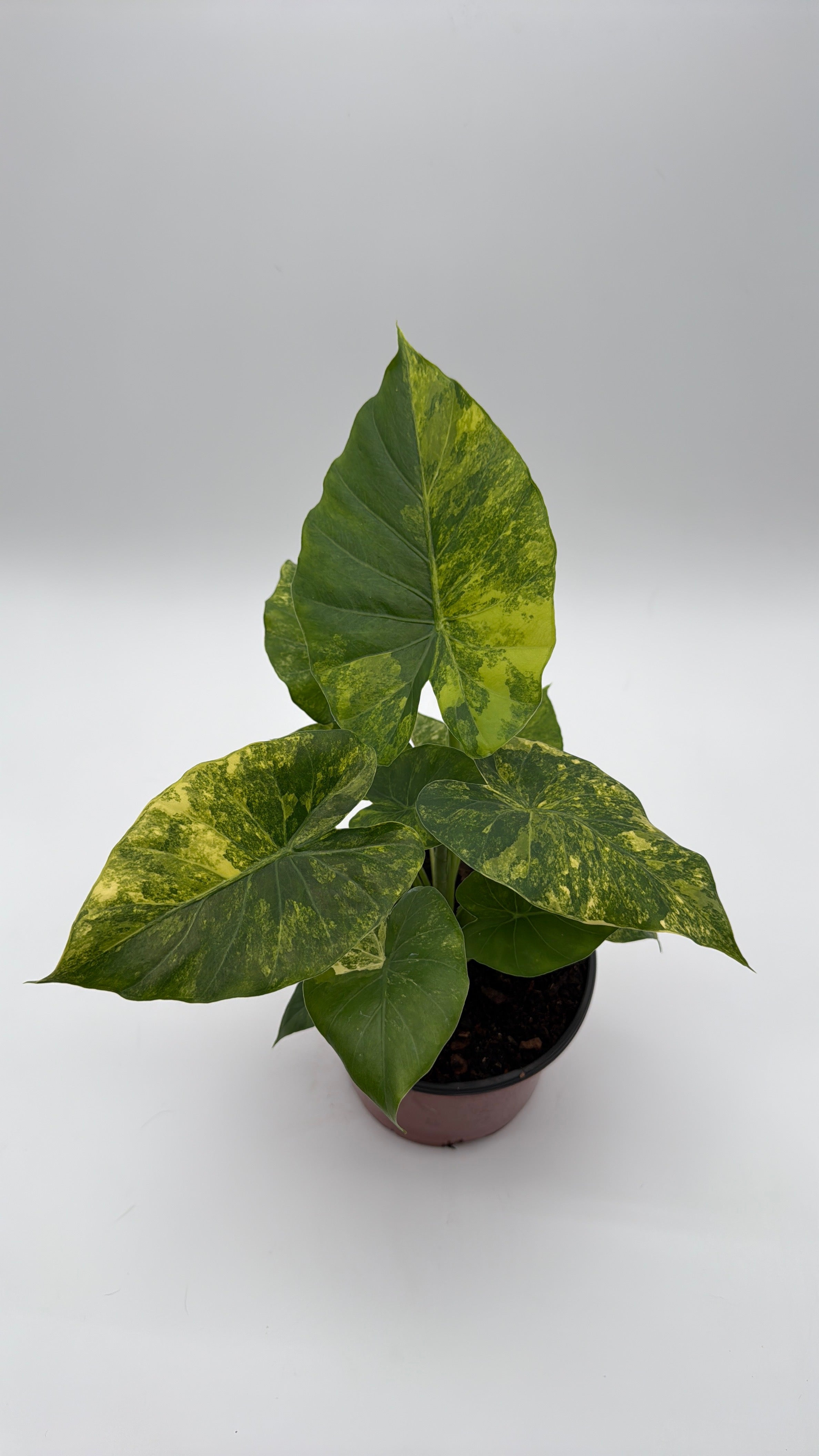 Alocasia Macrorrhiza Aurea Variegated
