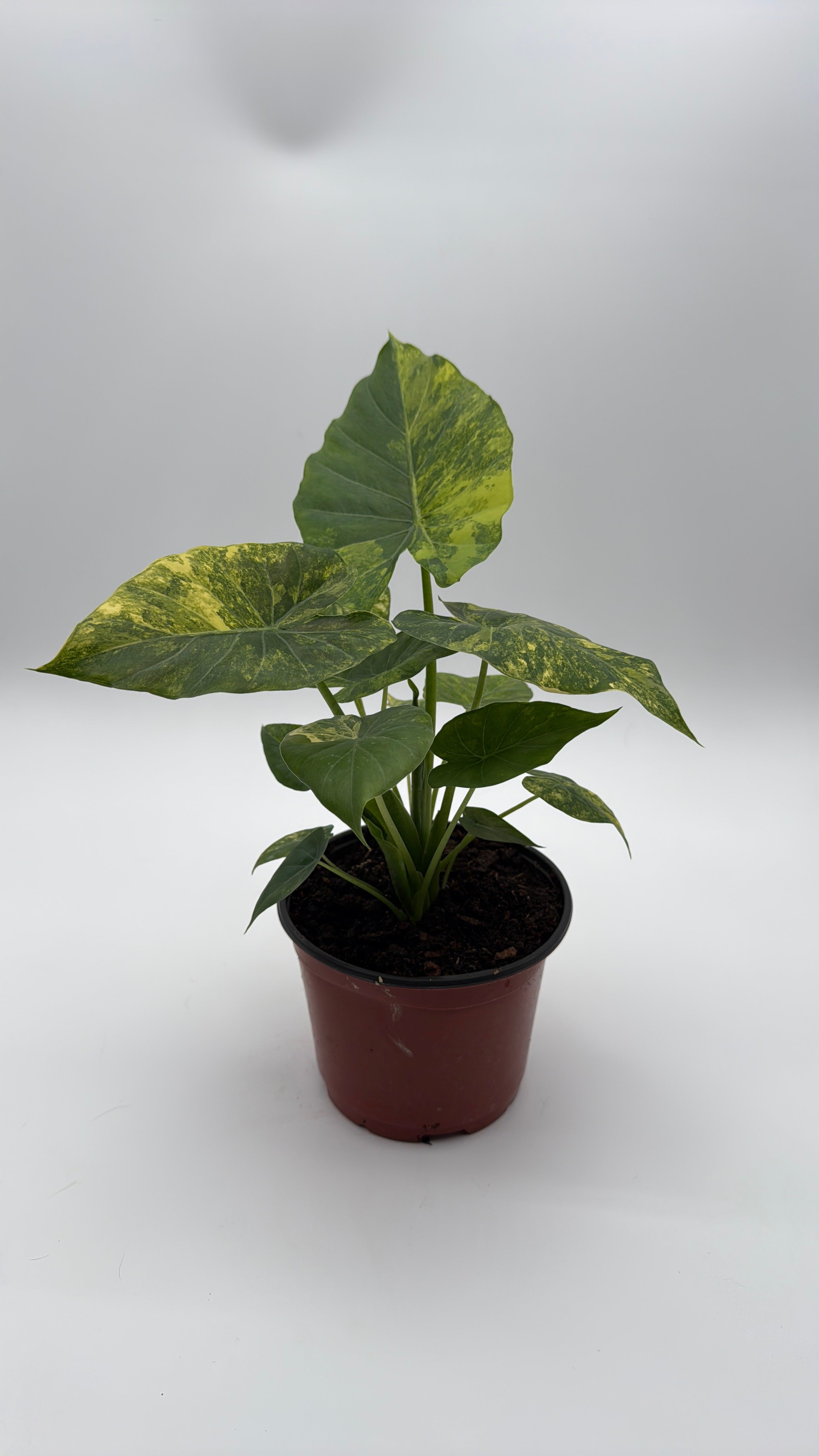 Alocasia Macrorrhiza Aurea Variegated