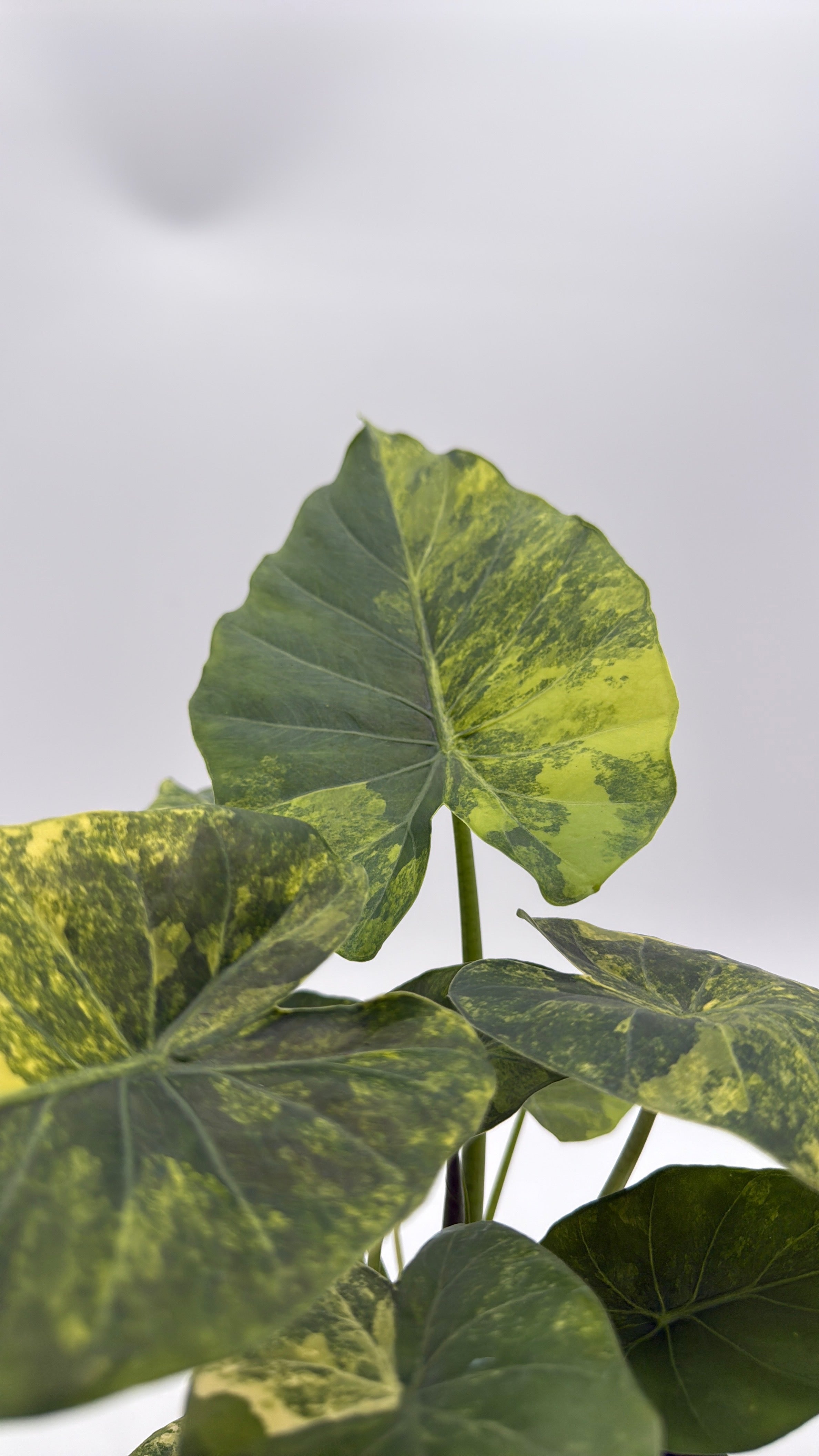 Alocasia Macrorrhiza Aurea Variegated