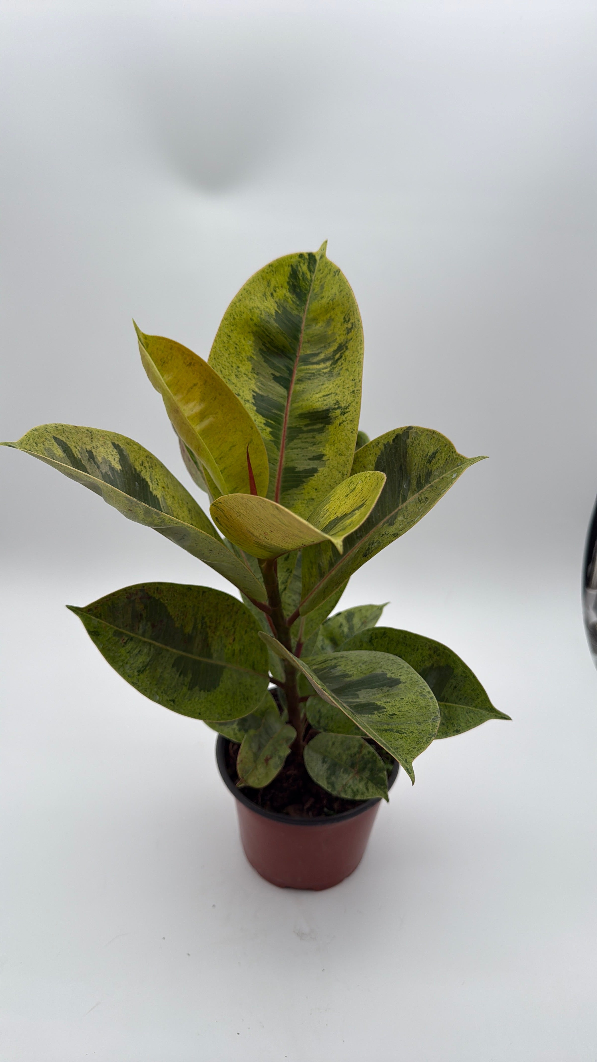 Ficus Shiveriana 'Moonshine' Variegated