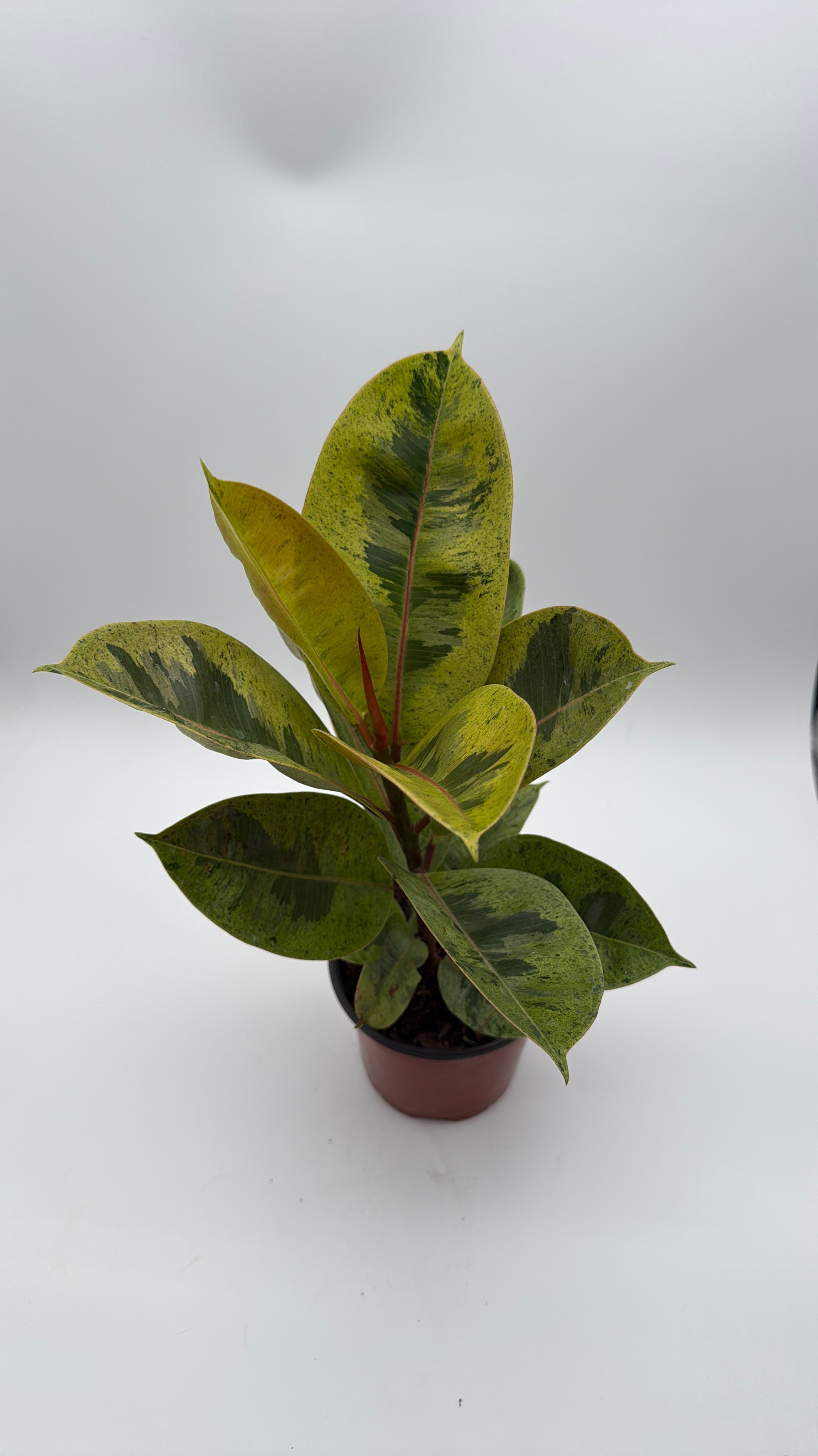 Ficus Shiveriana 'Moonshine' Variegated