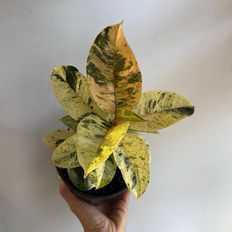 Ficus Shiveriana 'Moonshine' Variegated