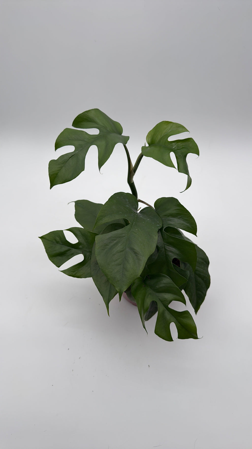 Rhaphidophora Tetrasperma (Mini Monstera)