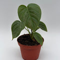Philodendron Majestic