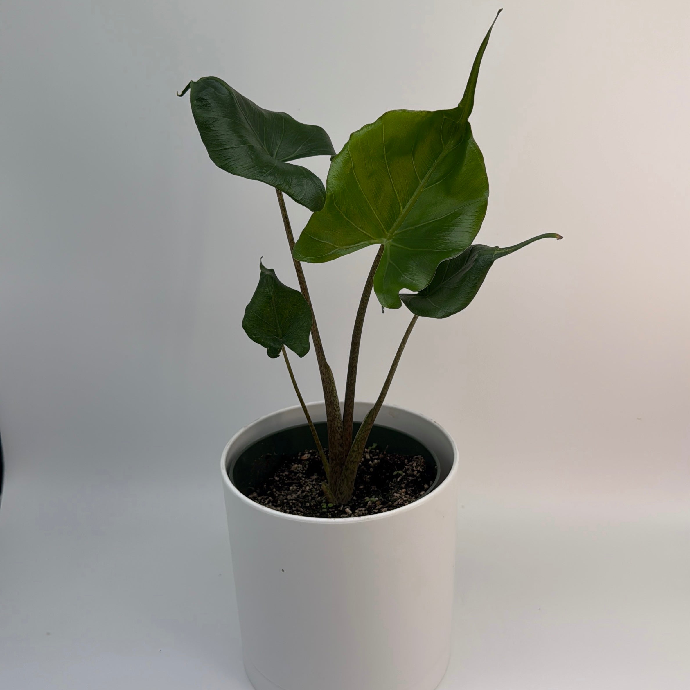 Alocasia Stingray