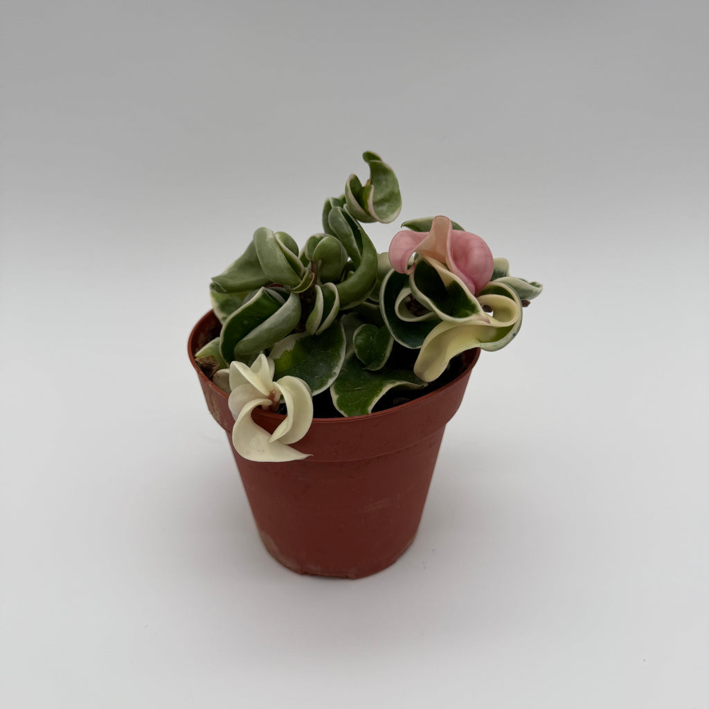 Hoya Compacta Variegated