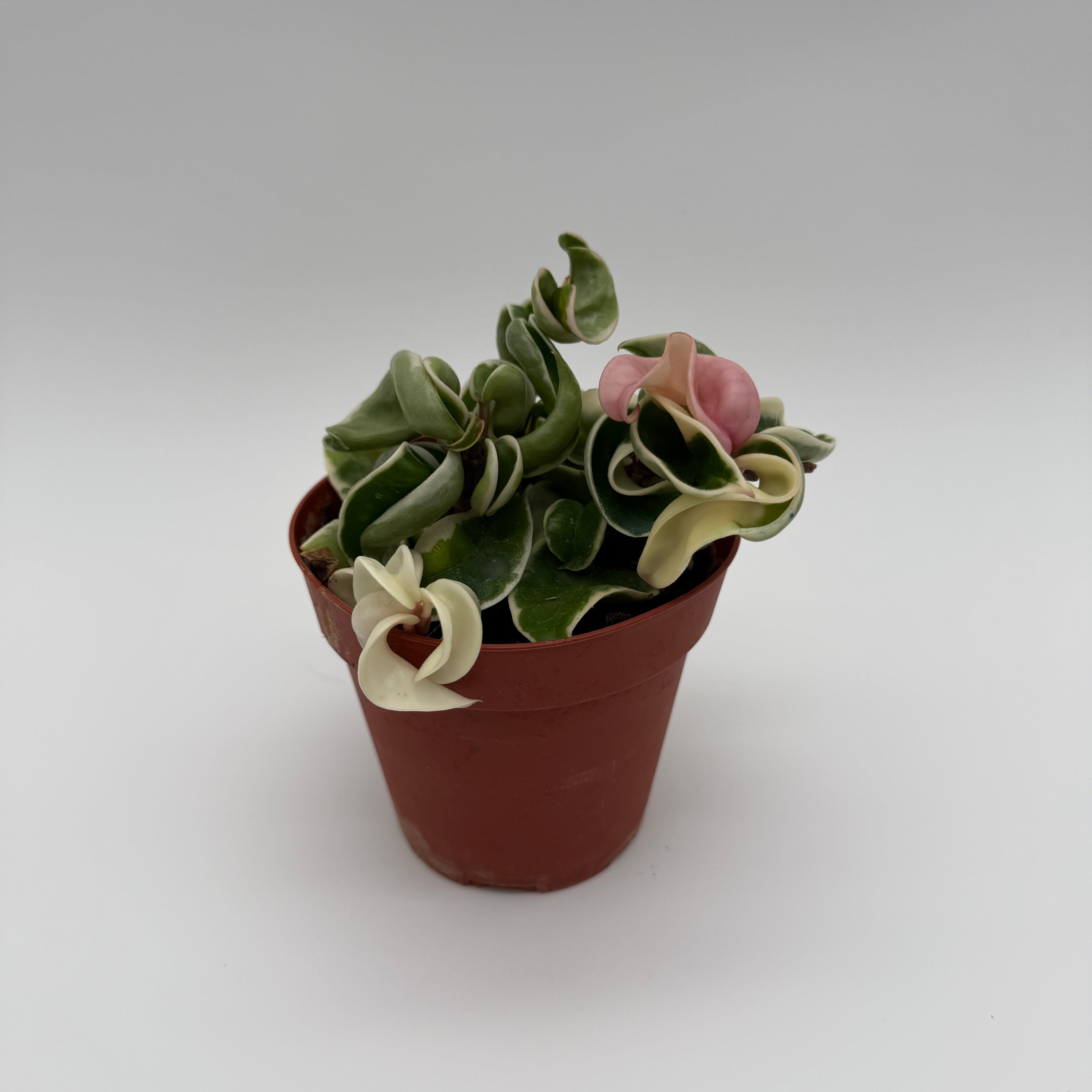 Hoya Compacta Variegated