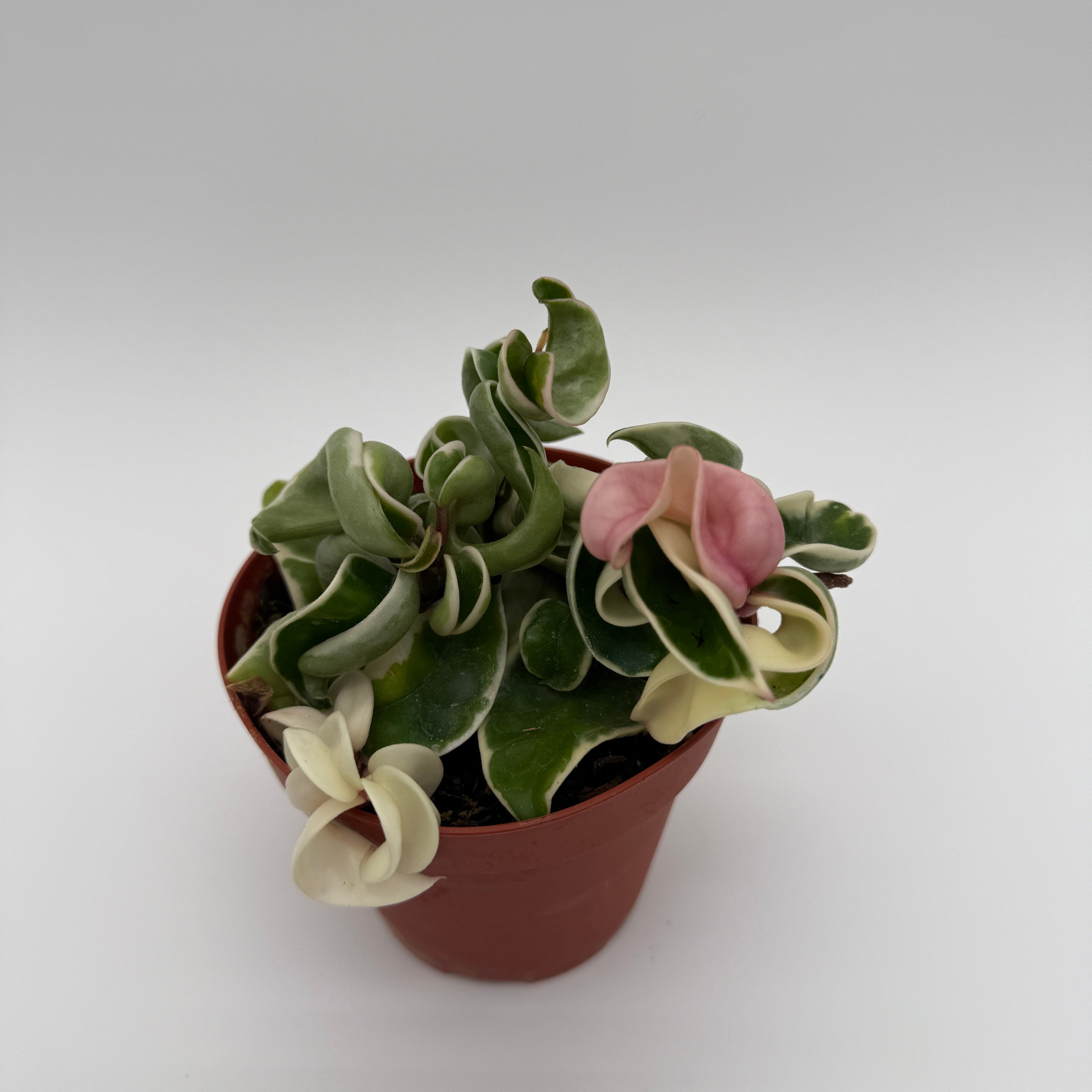 Hoya Compacta Variegated