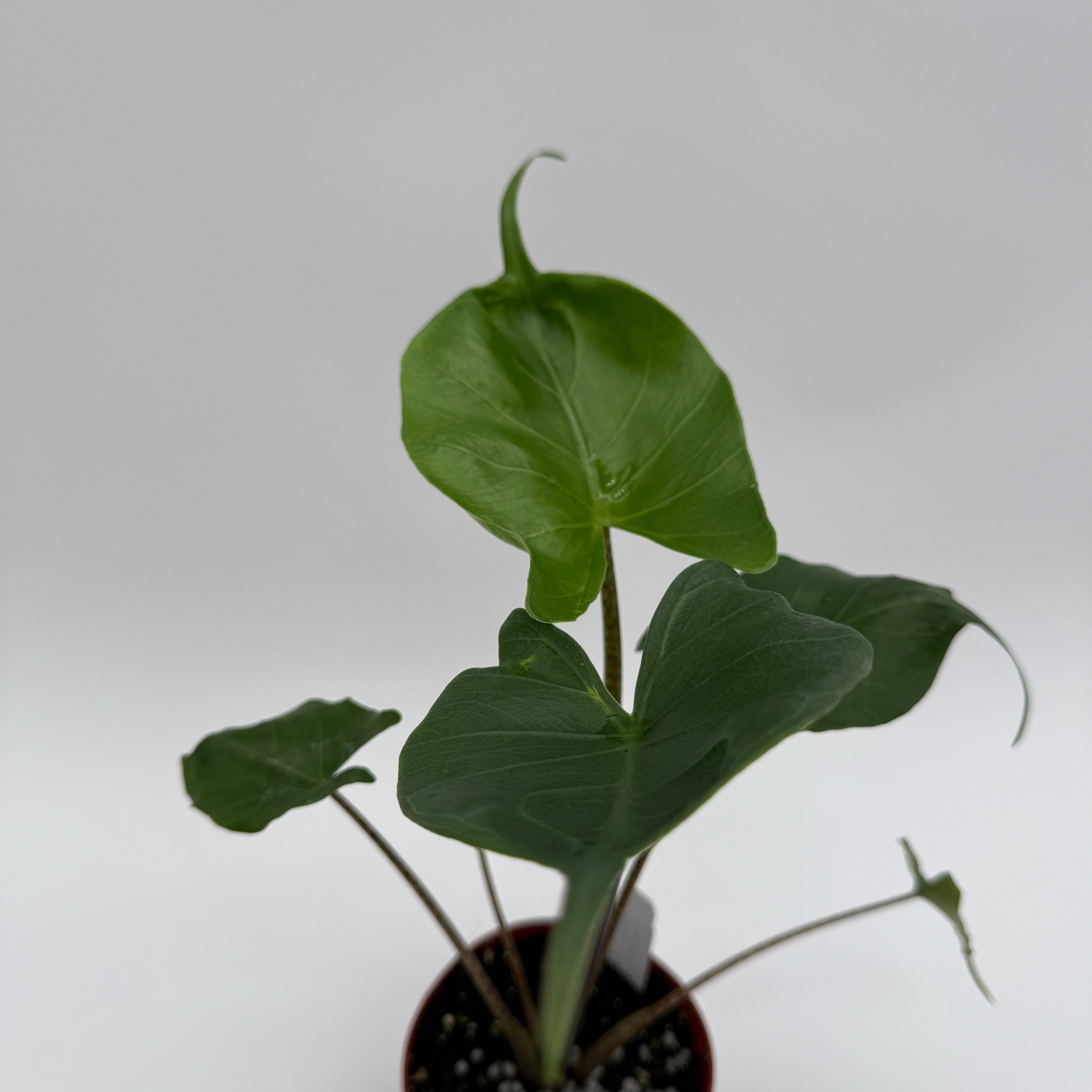 Alocasia Stingray