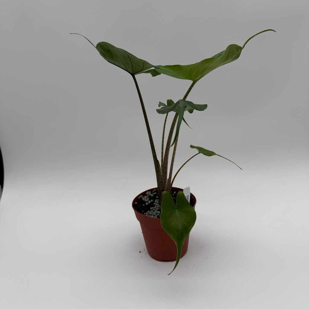 Alocasia Stingray