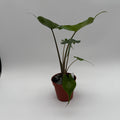 Alocasia Stingray