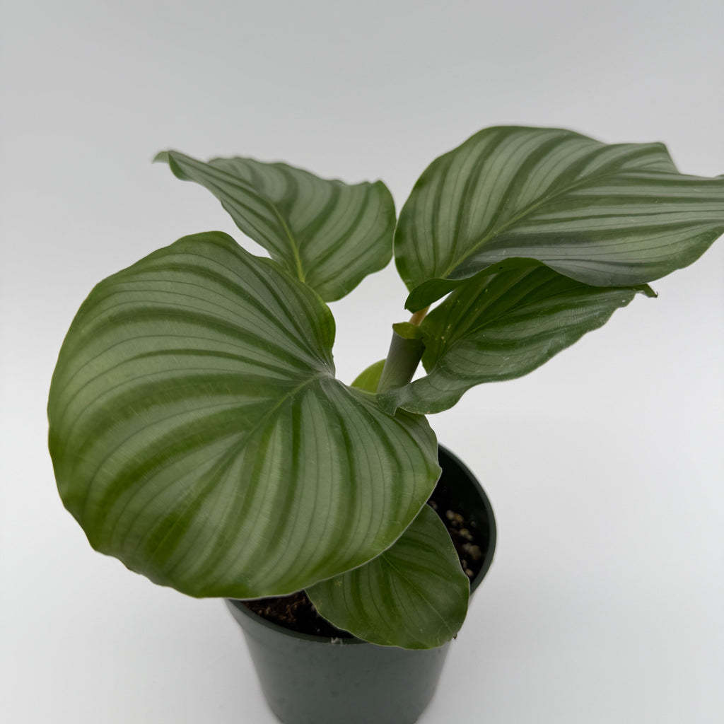 Calathea Orbifolia