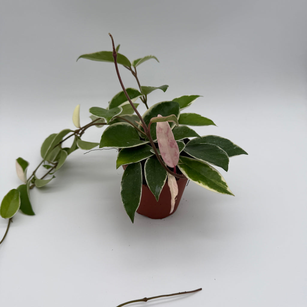 Hoya Krimson Queen