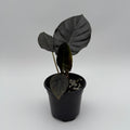 Alocasia Infernalis Kaput